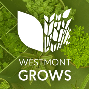 A green leaf background with Westmont Grows in white letters. 