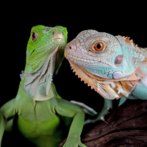 reptiles image