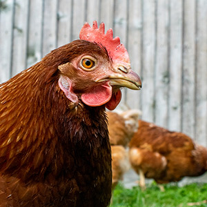 Brown chicken in the grass with a fence and two other chickens in background