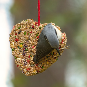 Bird nibbling on a heart-shaped birdseed ornament