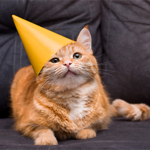 Orange cat wearing party hat