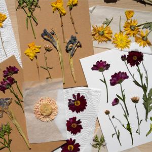 Variety of pressed flowers on paper