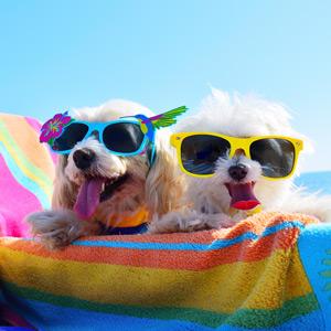 Pair of happy dogs wearing sunglasses