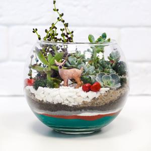 Terrarium in a glass bowl