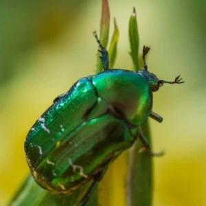 green beetle