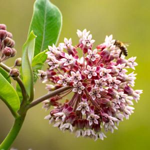 Milkweed flowers with bee