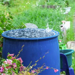 Full rain barrel in a lush garden